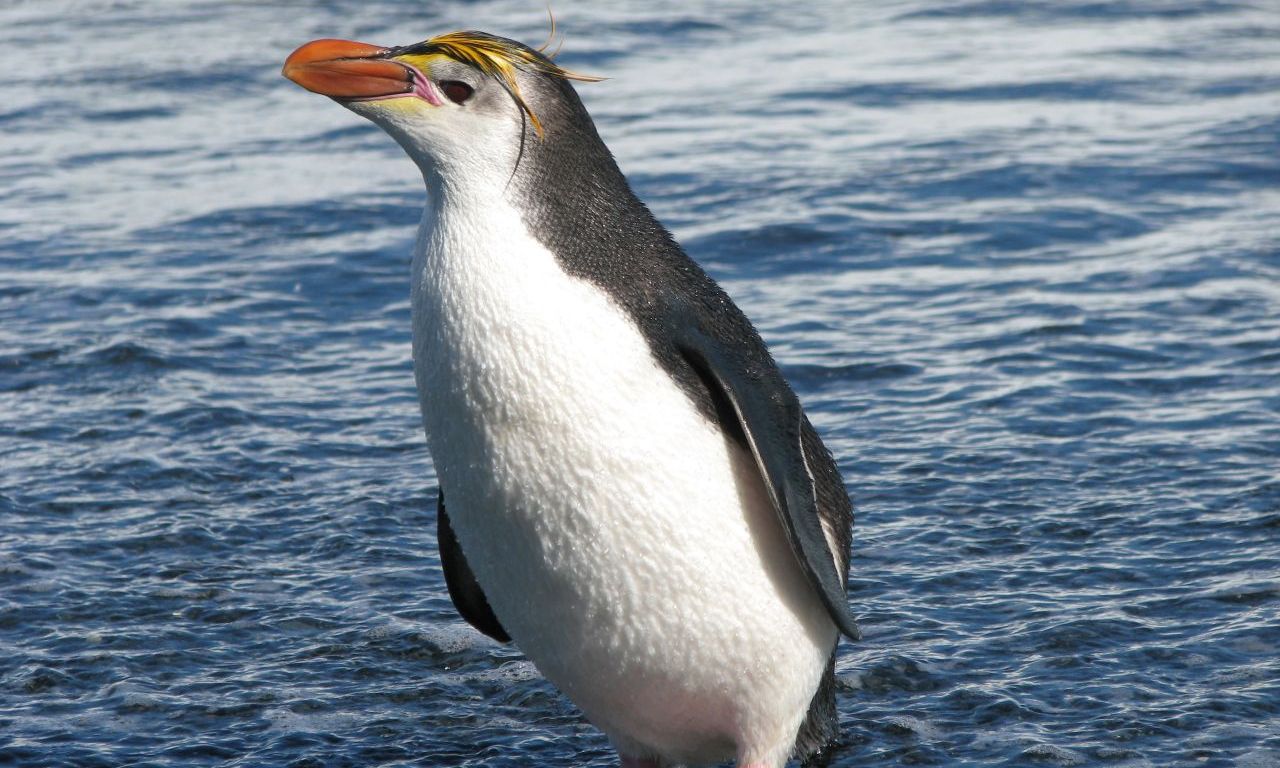 Penguin 2