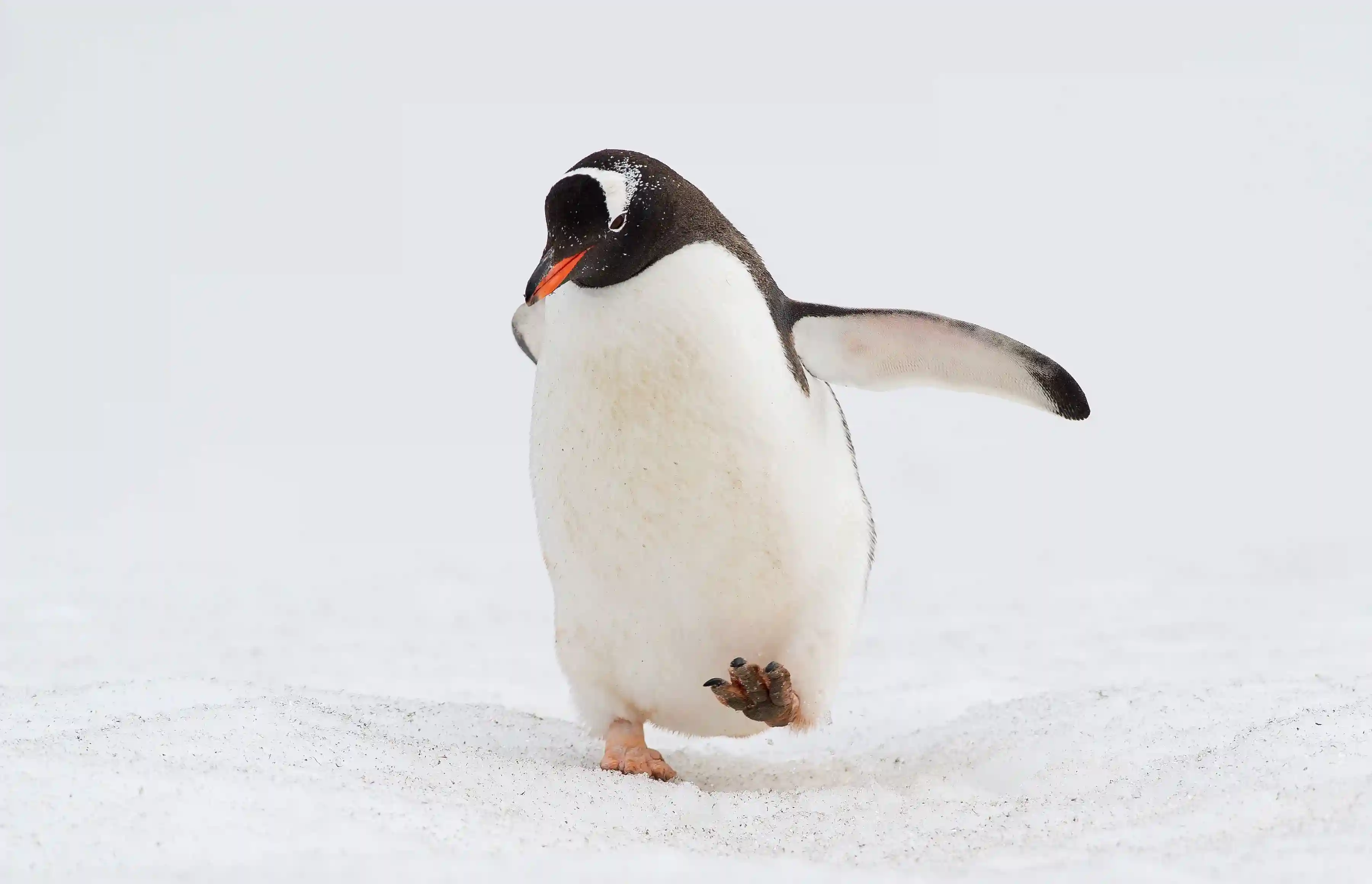 Penguin 1